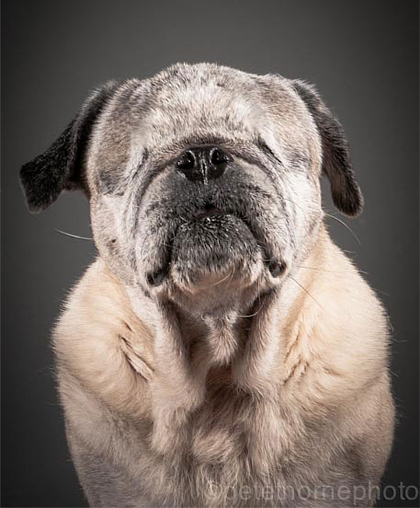 old-dog-portrait-photography-old-faithful-pete-thorne-7